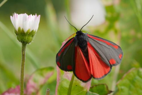 Réf. 267 221 : Tyria jacobaeae